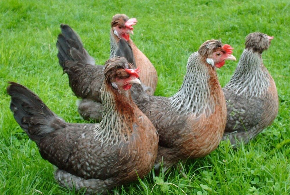 Легбар товукларни жожалари