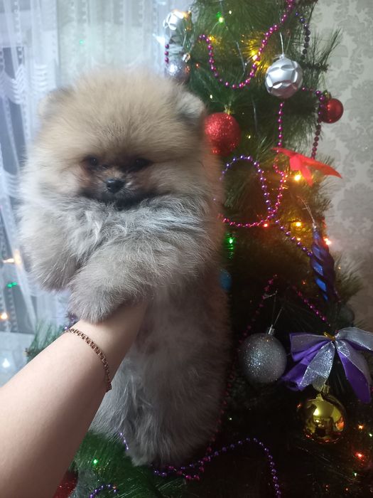 Очень красивые малыши