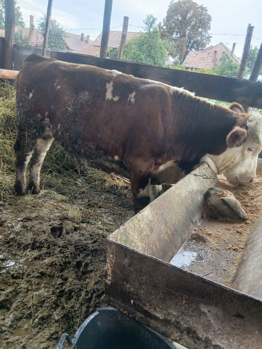 Vand taur baltat 280 300 de kg