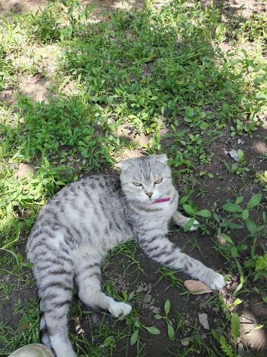 Вислоухий котенок