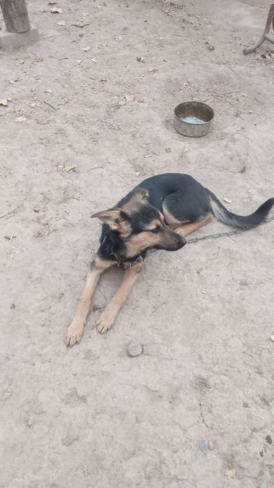 Продам собаку овчарка