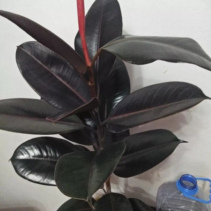 Фикус продаю ,,черный принц"