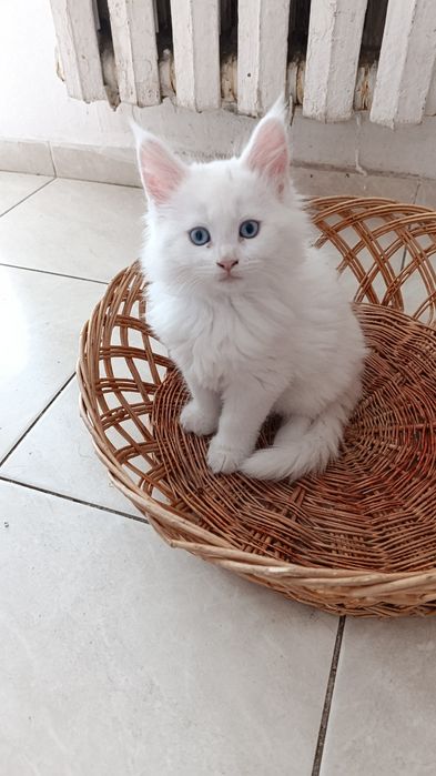 Продам котят мейнкунчиков