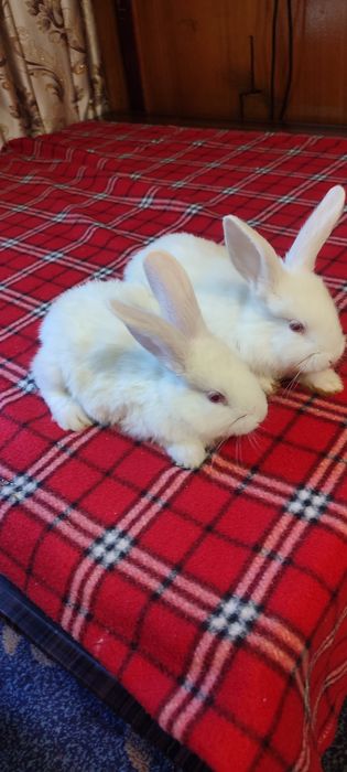 Кролики маленькие