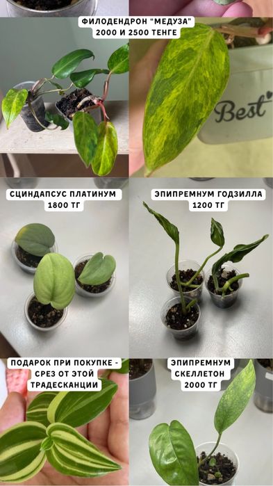 Комнатные растения