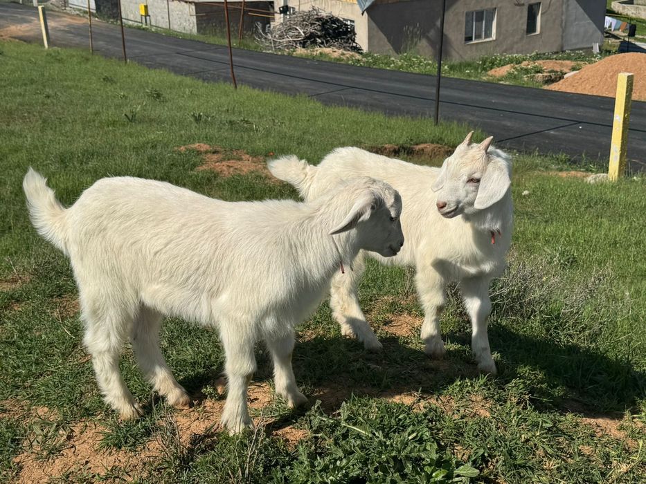 1  ешки 2 лагымен сутти