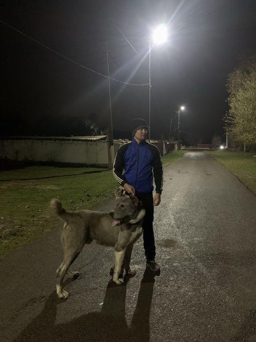 Собака ит боец ит