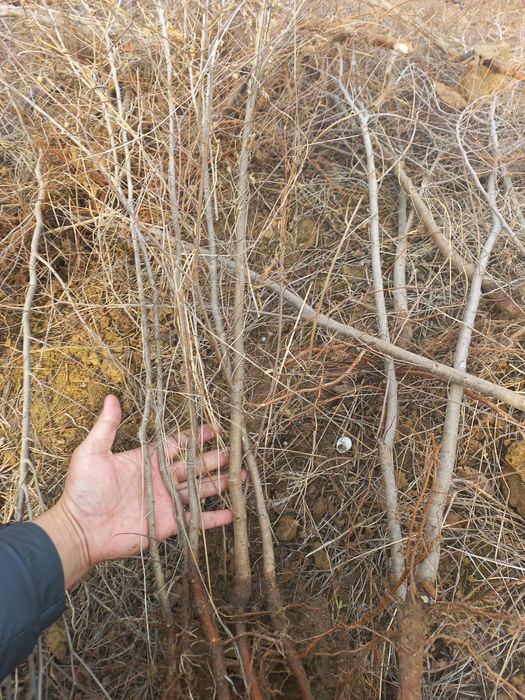 Карагаш. Вяз оптом