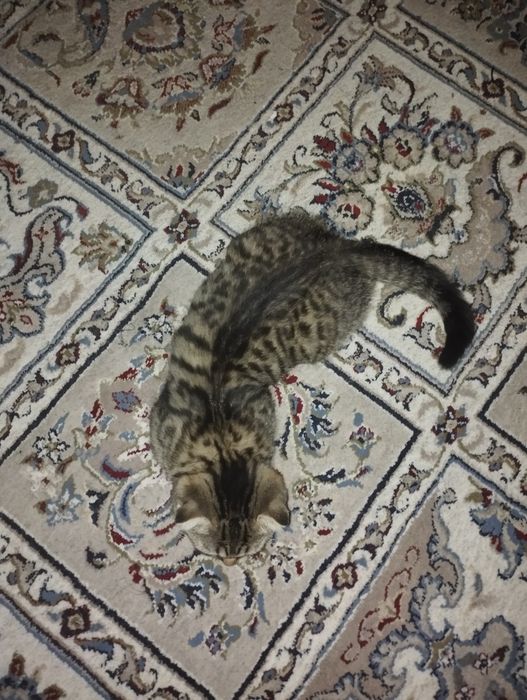 Вислоухая кошка.