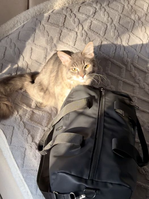 Отдам полугодового Кота