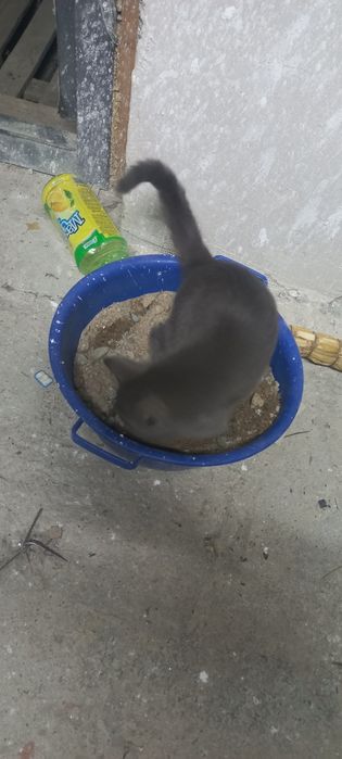 Маленький кошка мальчик  отдам даром
