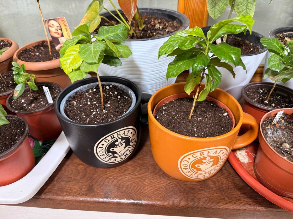 Кофейное дерево (Кофе арабика)