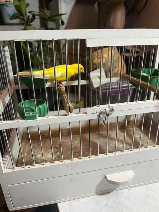 продам канарейки