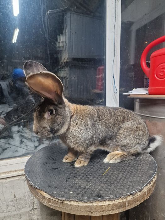 Mascul Urias German 95.5p