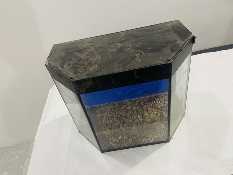 Акварум озимики сув откизмиди