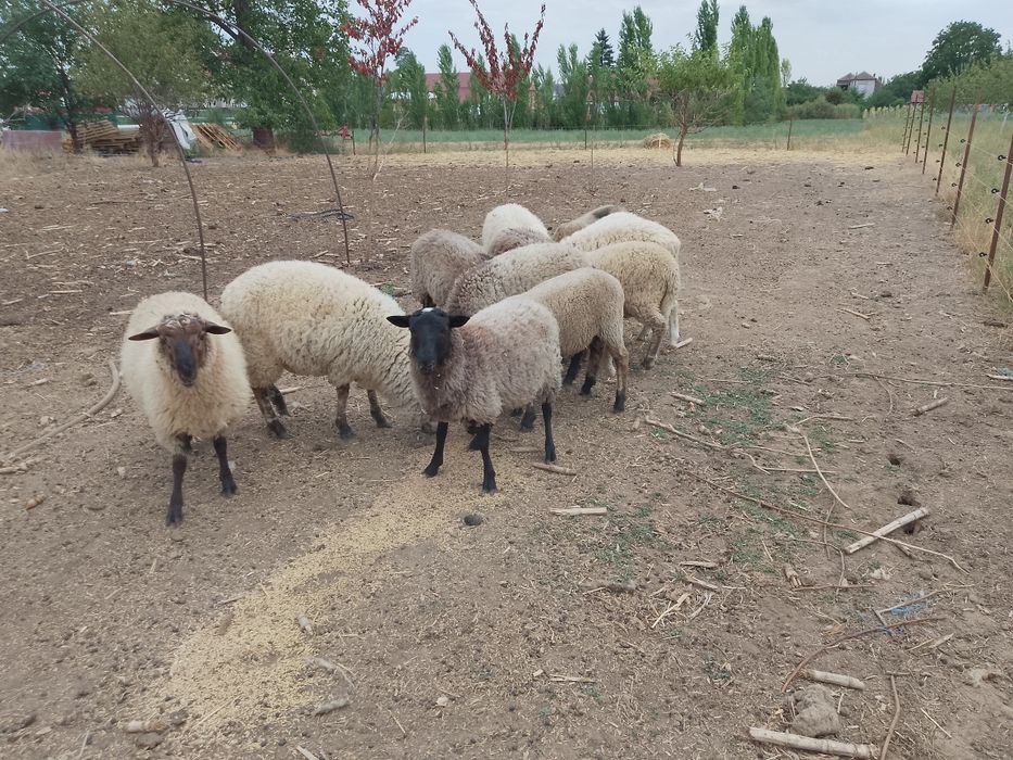De vânzare berbecuți !