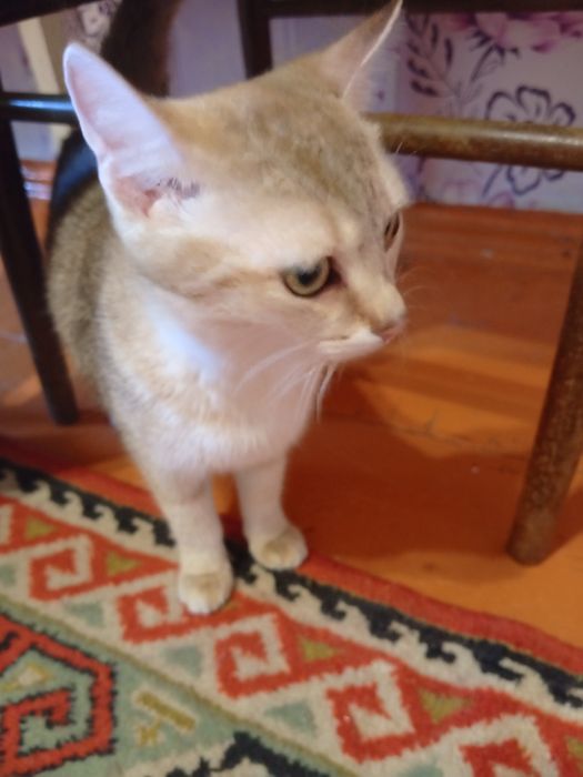 Отдам домашних котят