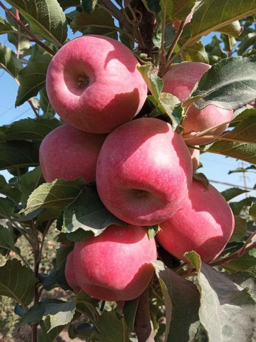 Олма кўчат | olma ko‘chat | пакана олма | ярим пакана олма | интенсив