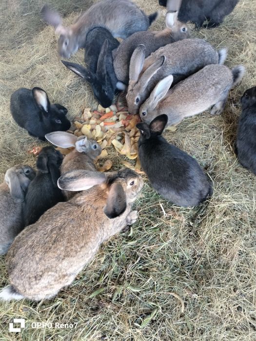 Продам кроликов порода великан