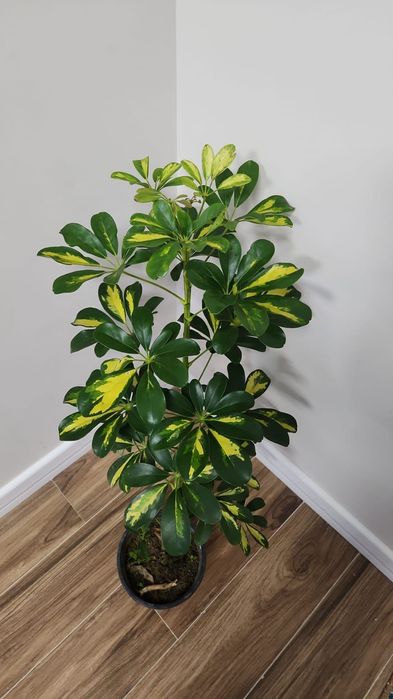 Комнаты цветы от 3500