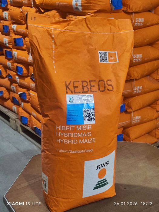 KEBEOS makkajo'xori gibridi urug’lari. Маккажохори Жохори уруги