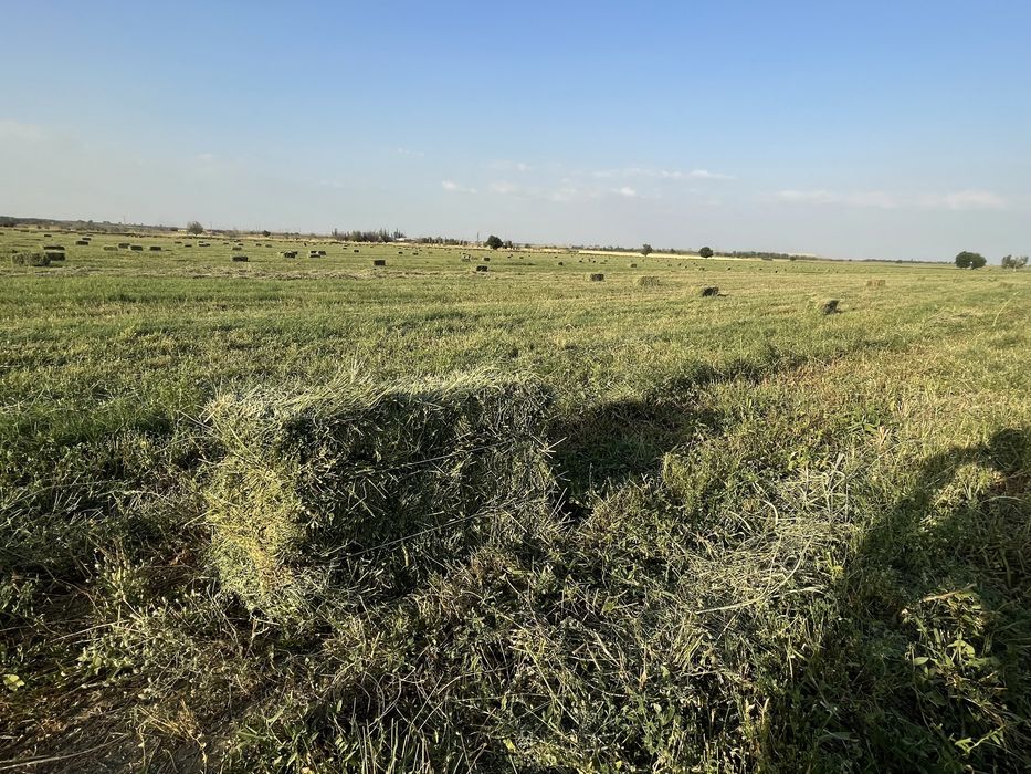 Продаеться люцерна в тюках