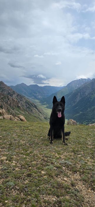 Продам щенков ВЕО с родословной
