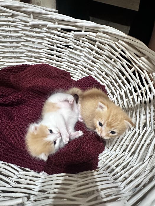 Отдам котят в добрые руки! Котята очень милые и добрые..