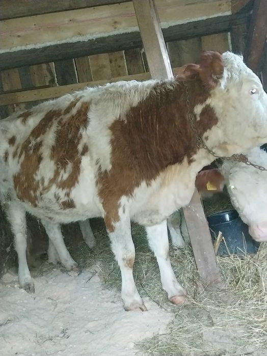 Vand sau schimb juninca la prima fatare gestanta in 4 luni