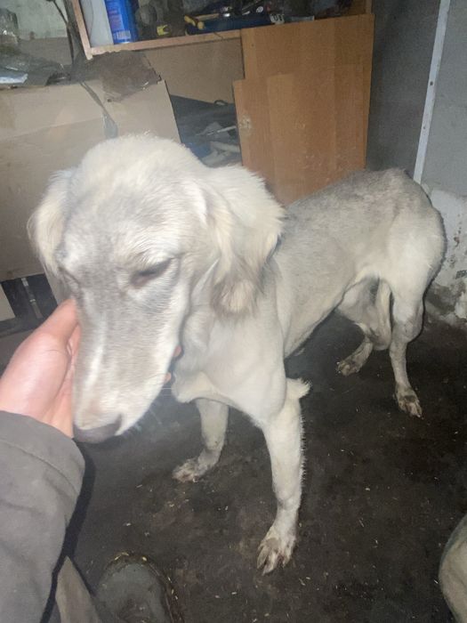 Пропал тазы верните