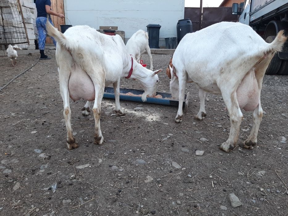 Vând capre de rasă