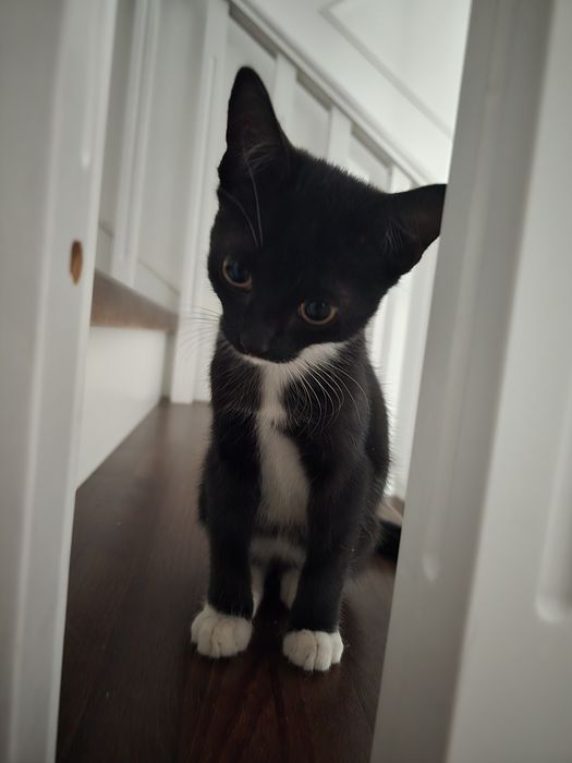 Котёнок 2,5 месяца. Чистый .