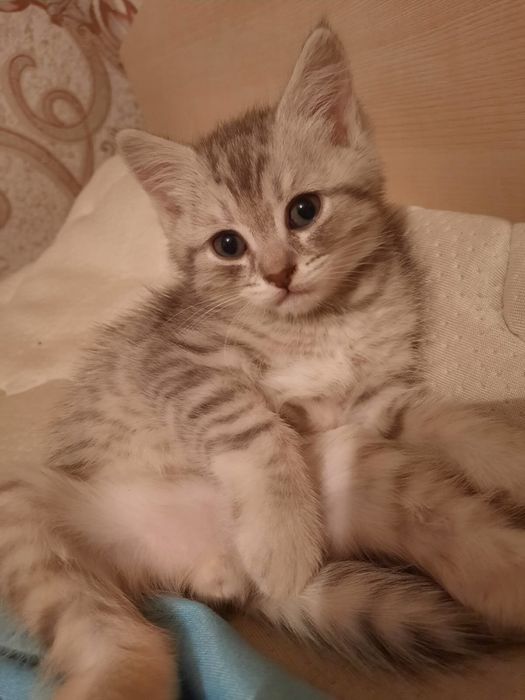Продам котят смесь британцы