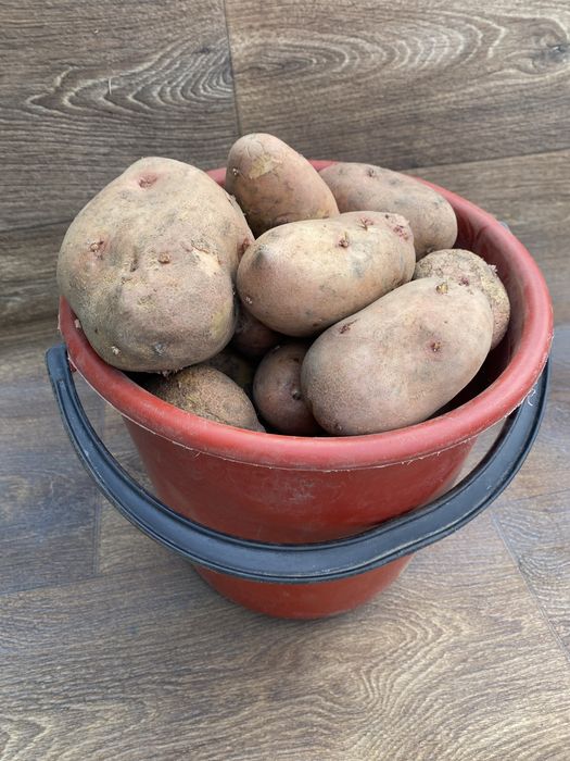 Картофель домашний
