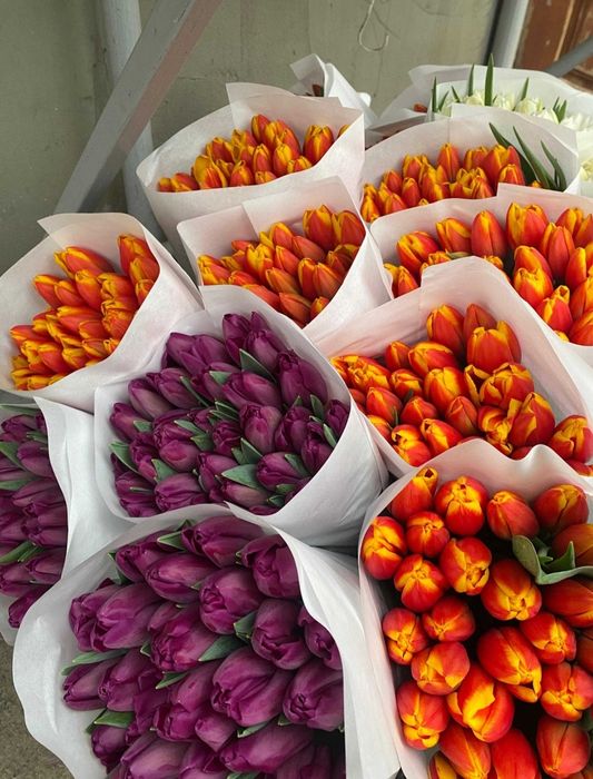 Тюльпаны Павлодар