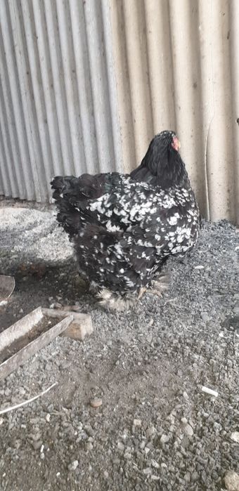 Продаётся кохинхин