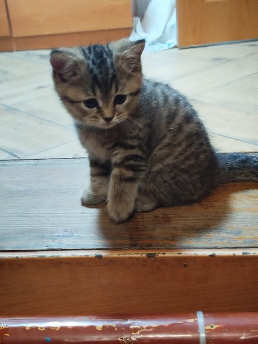 Котята шотландские