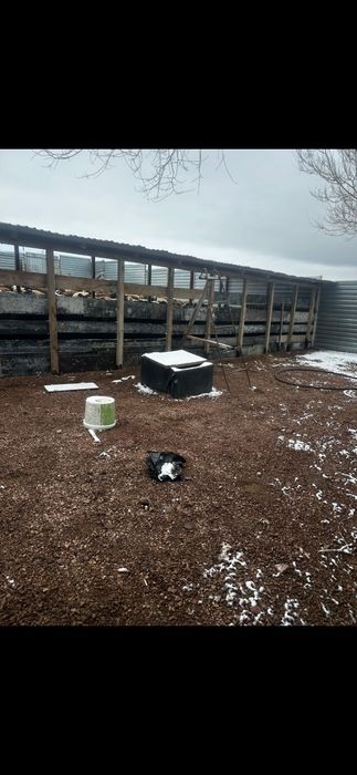 Ферма с Баранами