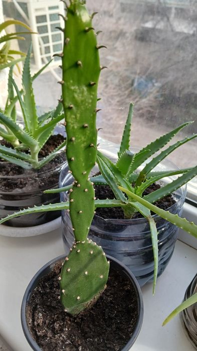 Домашнии растения