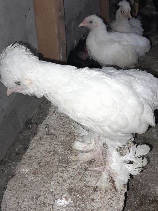 Япончиклар сотилади