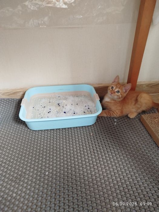 Отдам в надёжные руки