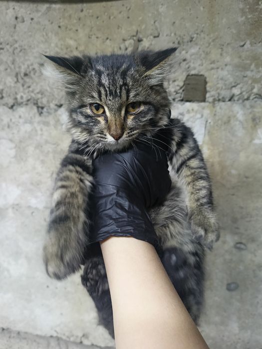 Отдам котенка в хорошие руки