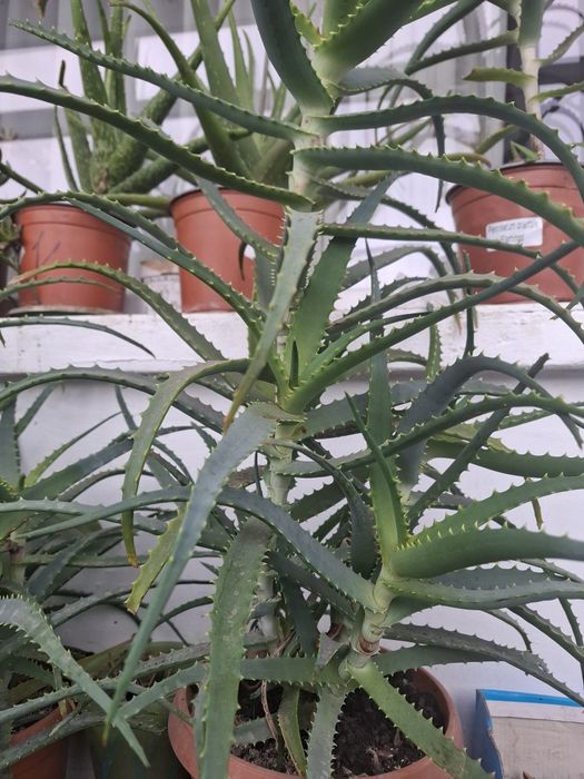Vind Aloe Vera 5 ani