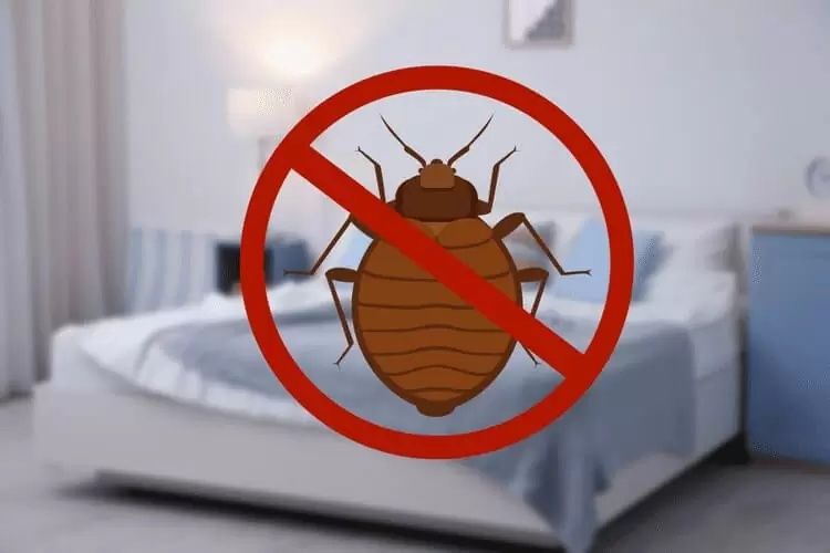 Servicii profesionale DDD – deratizare | dezinsecție | dezinfecție