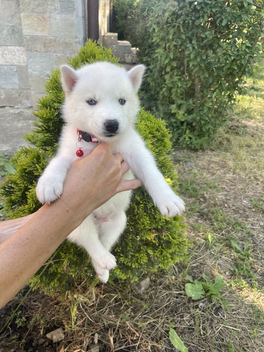 Щенки хаски в нашем питомнике есть всегда