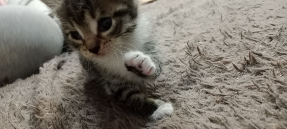 Отдаю котят в добрые руки