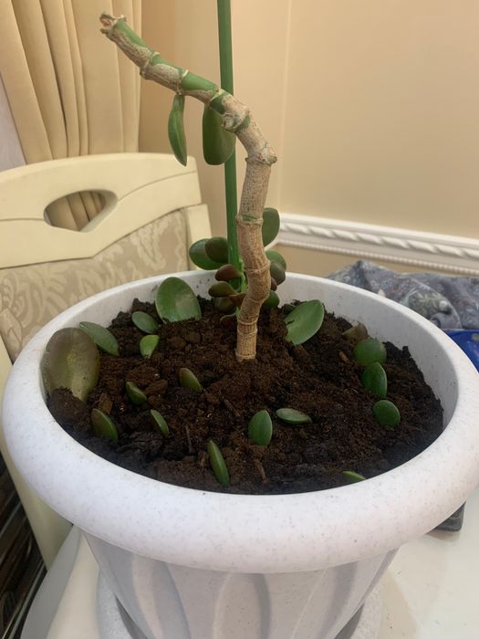 Денежное дерево Взрослое и детки