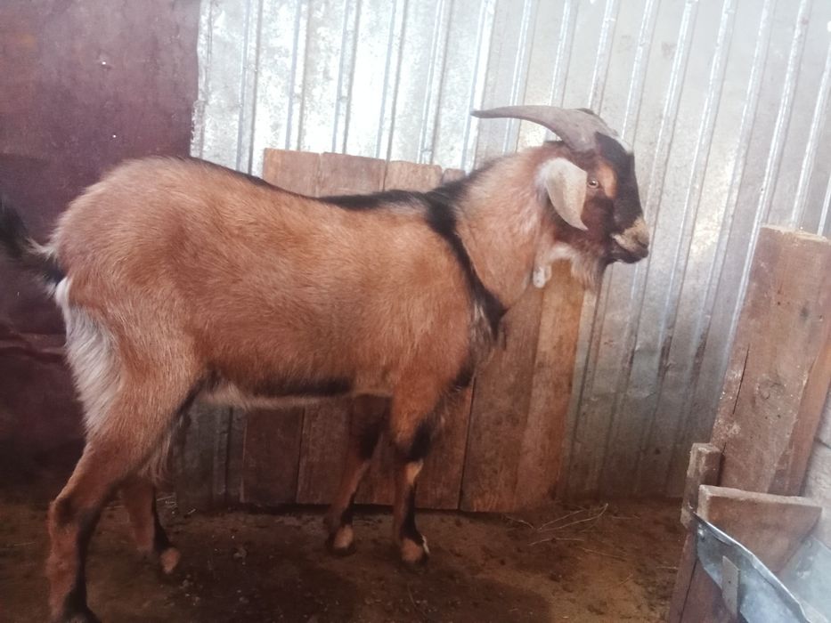 Теке сатылады. Продается козёл.