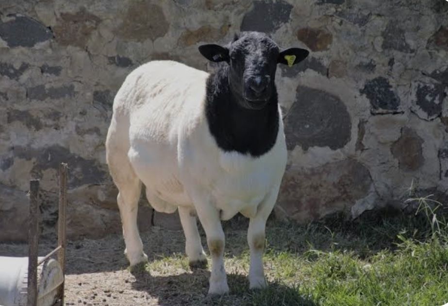 Продаю барана, Дорпер.