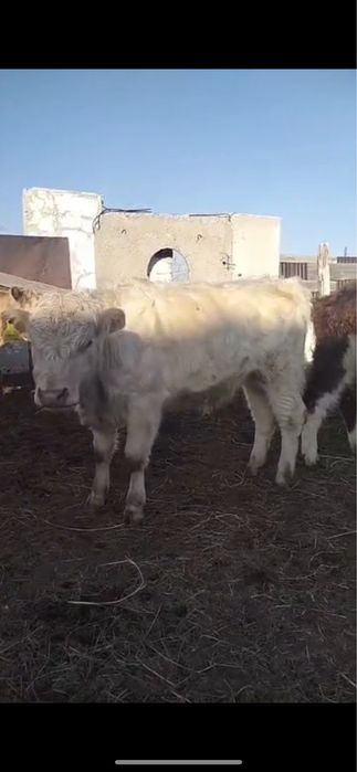 Аулиекольский бычок/Әулиекөл бұқа